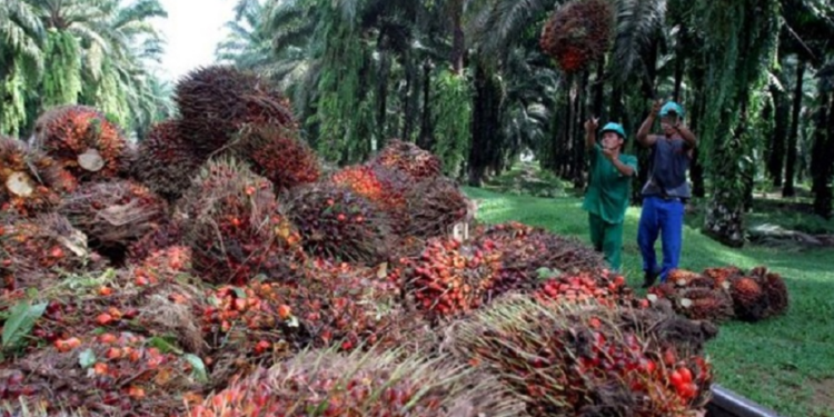 Okomu Oil reports pre-tax profit of N52.05 billion in 2024, 58% increase as local sales soar